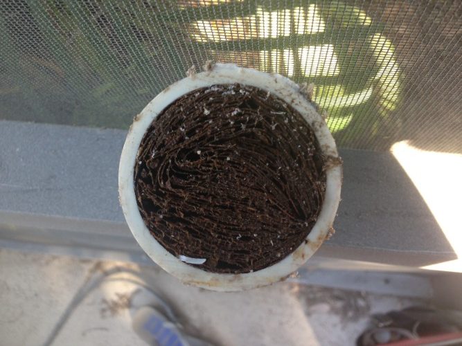 This pipe had been impacted with leaves so much so that it resembled cardboard.